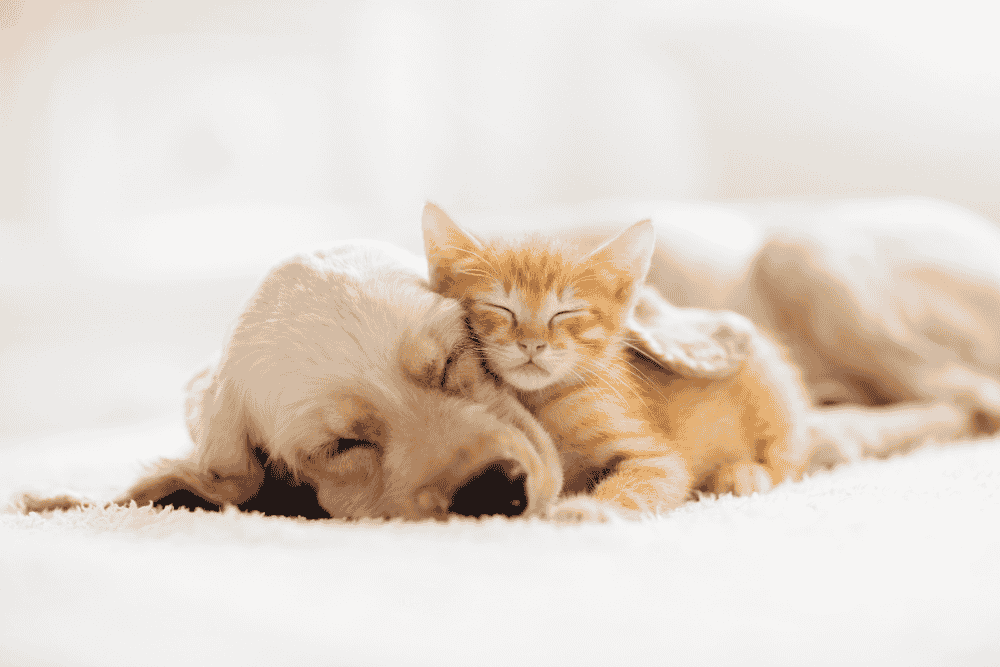 A golden retriever puppy and an orange kitten sleeping peacefully together on a soft, white fleecy rug-